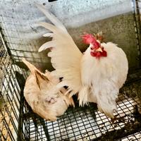 Serama Malesi selezionati