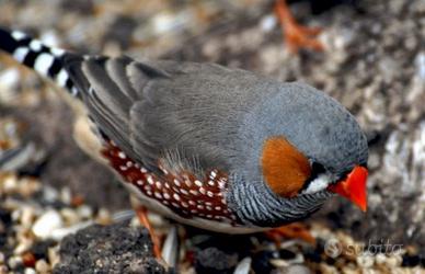 Diamantini mandarini bengalini