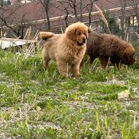 Tibetan mastiff
