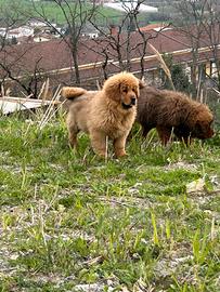 Tibetan mastiff