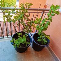 Piante di limone, vedi descrizione.