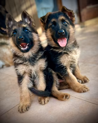 Cuccioli pastore tedesco