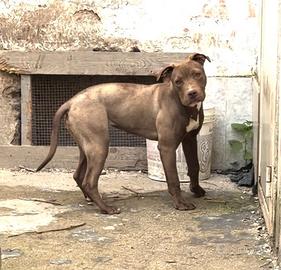 American pitbull Terrier