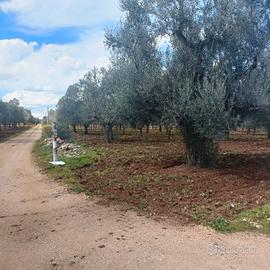 TERRENO AGRICOLO CIRCA 80000m2