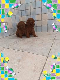 Barboncino Toy pedigree enci 