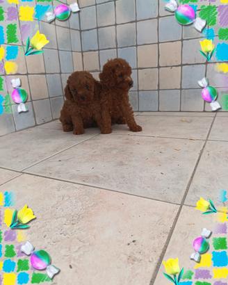Barboncino Toy pedigree enci 