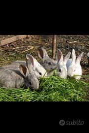 Conigli nani