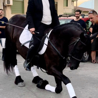 Cavalla Frisone