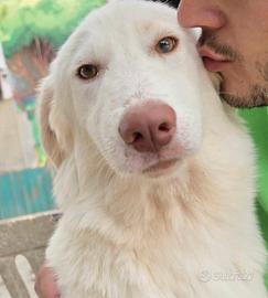 Cagnolina 7 mesi taglia medio contenuta