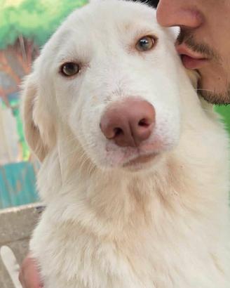 Cagnolina 7 mesi taglia medio contenuta