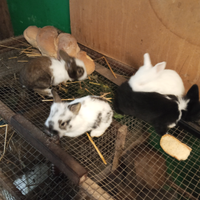 Conigli Nani testa di leone