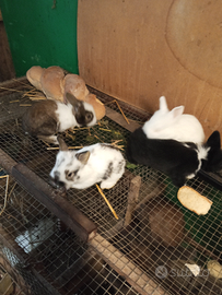 Conigli Nani testa di leone