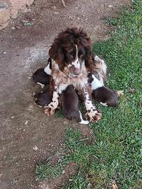 Cuccioli di springer spaniel