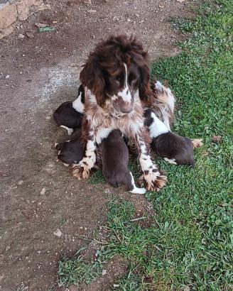 Cuccioli di springer spaniel
