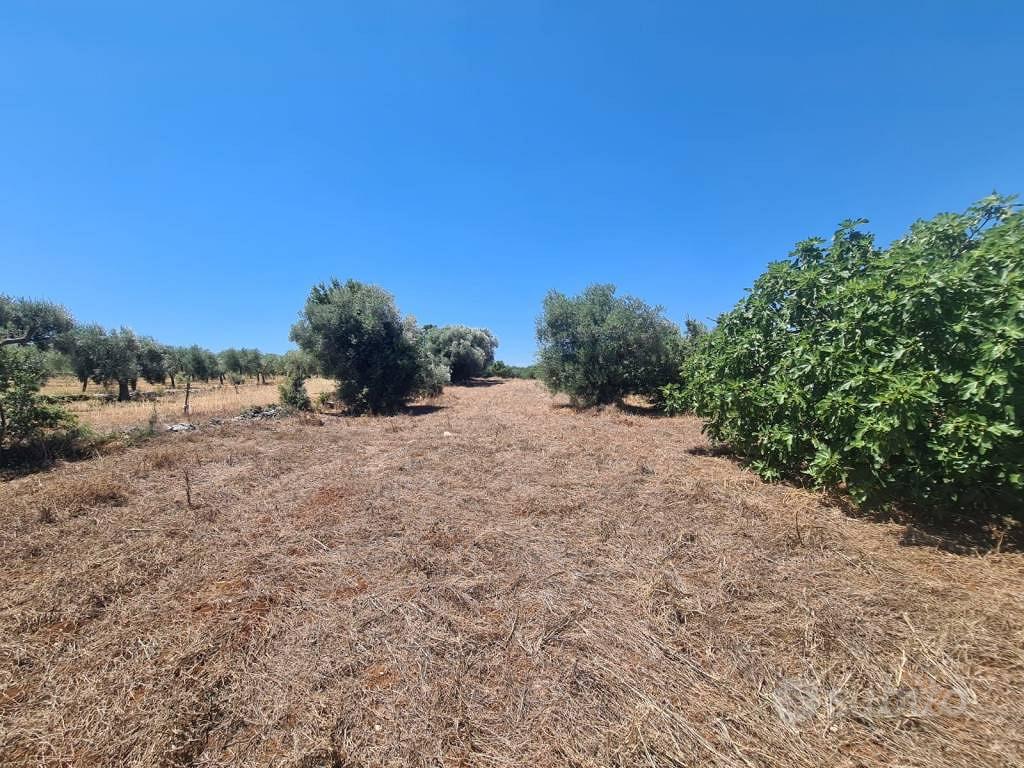 Terreno di 2900 m² a Alberobello - Vista 4