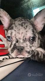Cane di bulldog francese