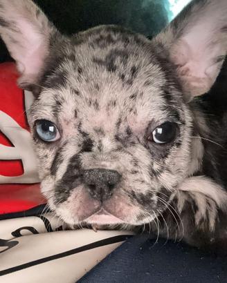 Cane di bulldog francese