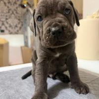 Cuccioli di cane Corso nati 8/01/26