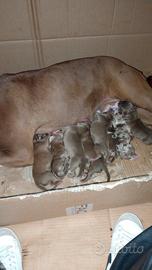 American bully cuccioli