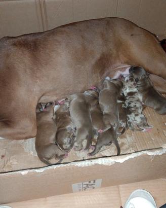 American bully cuccioli