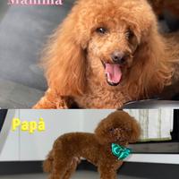 Cucciola Albicocca Barboncina Toy Pedigree Enci