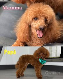 Cucciola Albicocca Barboncina Toy Pedigree Enci