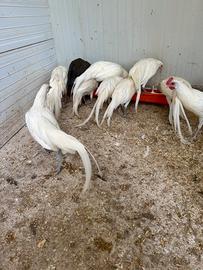 Galline ornamentali Phoenix