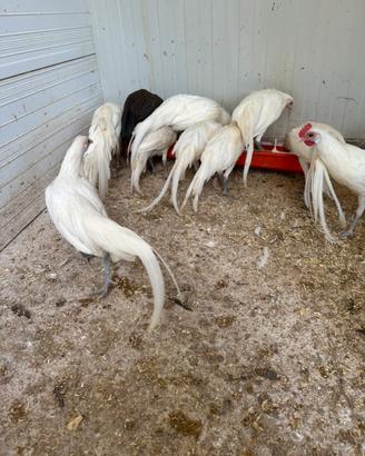 Galline ornamentali Phoenix