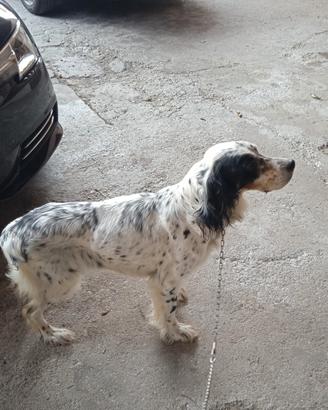 Setter inglese