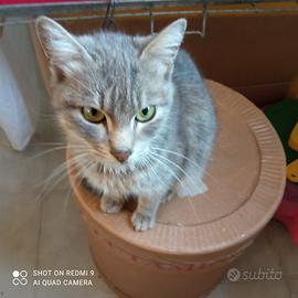 Gattina di otto mesi da qdottare