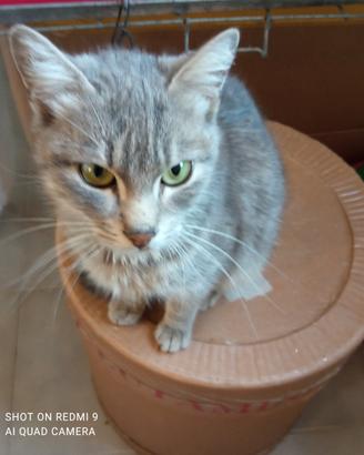 Gattina di otto mesi da qdottare