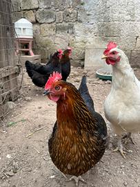 Legbar x ovaiole e olivegger f1 x marans