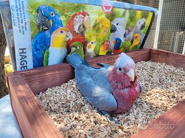 Pappagalli Cacatua Rosecapilla DA IMBECCO