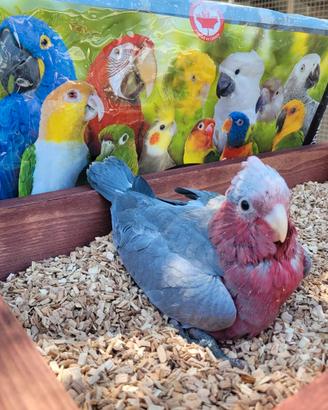 Pappagalli Cacatua Rosecapilla DA IMBECCO