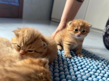 Cuccioli Schottish