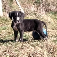 Cucciolo / cuccioli di Alano