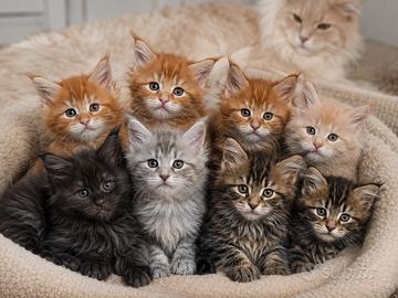 MaineCoon Pedigree Giganti