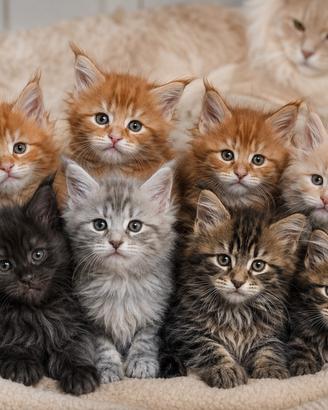 MaineCoon Pedigree Giganti