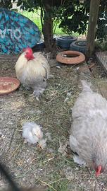 Coppia cocincina nana perla