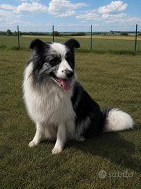 St4ll0ne border collie