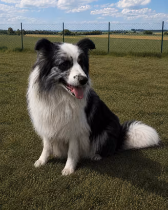 St4ll0ne border collie