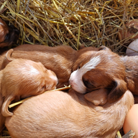 Segugio dell' Appennino