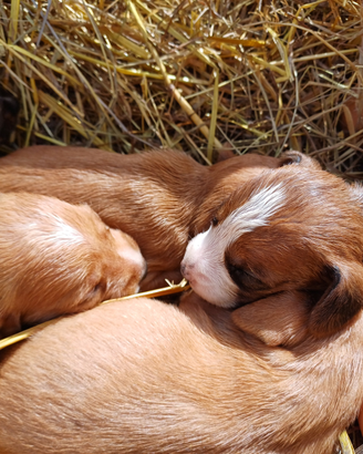Segugio dell' Appennino