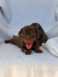 Cuccioli bassotti enci