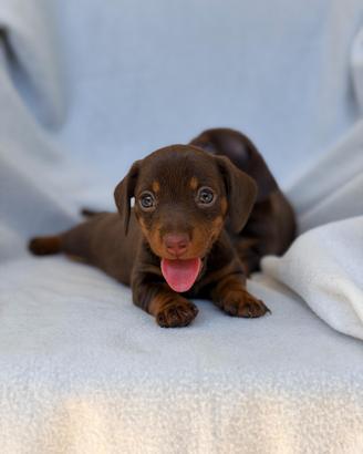 Cuccioli bassotti enci