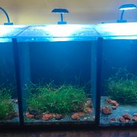 acquario 3 scomparti 