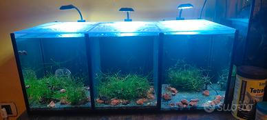 acquario 3 scomparti 
