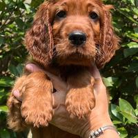 Cuccioli setter irlandese