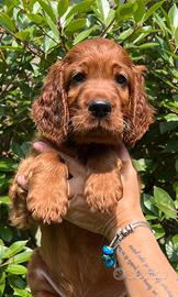 Cuccioli setter irlandese