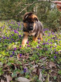 Cucciolo maschio pastore tedesco pelo corto